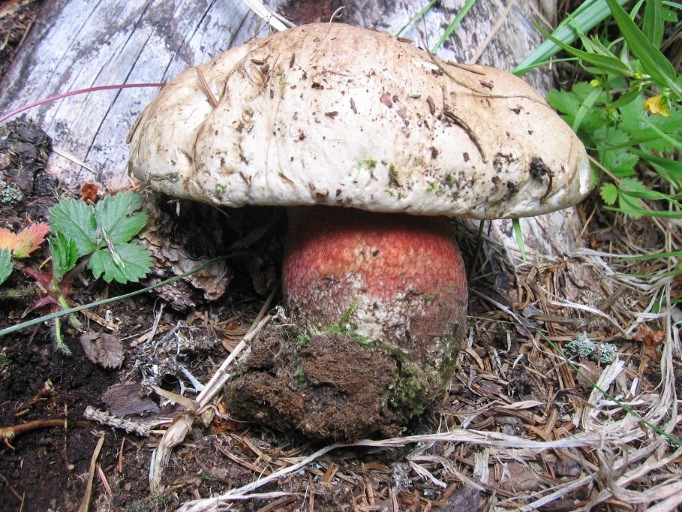 Bosco di abeti sulle Dolomiti, 1700 m